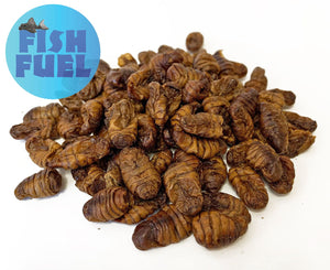 The Fish Food Warehouse Bulk Silkworm Pupae